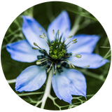 Black Cumin Seed (Nigella sativa) Carrier Oil - Virgin