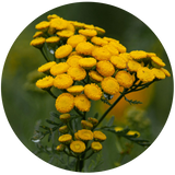 Blue Tansy (Tanacetum annuum) Essential Oil
