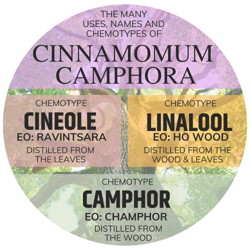 A circular infographic graphic titled 'THE MANY USES, NAMES AND CHEMOTYPES OF CINNAMOM CAMPHORA' showing three chemotypes: Cineole, Linalool, and Camphor, each with text indicating their source (distilled from the leaves or wood) and represented by color blocks over a background of tree bark and leaves.
