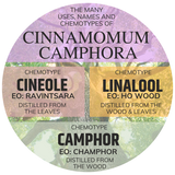 A circular infographic graphic titled 'THE MANY USES, NAMES AND CHEMOTYPES OF CINNAMOM CAMPHORA' showing three chemotypes: Cineole, Linalool, and Camphor, each with text indicating their source (distilled from the leaves or wood) and represented by color blocks over a background of tree bark and leaves.