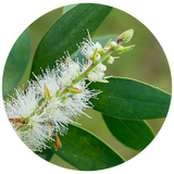 A close-up botanical photo of a flowering Cajeput branch with white fluffy blossoms and green leaves, presented inside a circular frame on a white background.