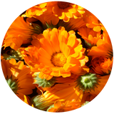 Calendula (Calendula officinalis) Macerated Oil - Organic