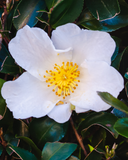 Close up image of the Camellia oleifera flower