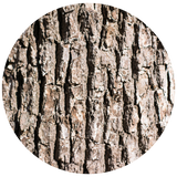 A circular close-up texture of rough Camphor tree bark with vertical fissures and natural brown-gray tones on a white background.