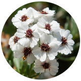Cape Chamomile (Eriocephalus punctulatus) Essential Oil