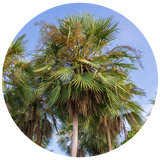 A circular photograph of tall Carnauba wax palm trees with green fronds and brown lower fronds against a clear blue sky.