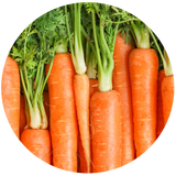 Carrot (Daucus carota) Macerated Oil - Organic