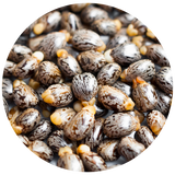 A close-up circular view of many small brown and cream speckled castor nuts with a few pale yellow ones visible among them.