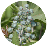Castor (Ricinus communis) Carrier Oil - USP
