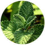 A close-up circular photograph of green, textured Catnip leaves with serrated edges, likely a herb such as lemon balm or mint, set against a blurred natural green background.