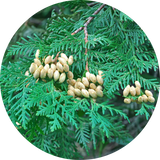 Close-up of green Cedar Leaf  branches with clusters of pale beige seed cones, shown inside a circular frame on a white background.