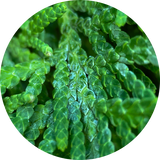 A circular close-up of bright green Cedar Leaf foliage, showing detailed textured leaves on a white background.
