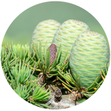 Cedarwood Atlas (Cedrus atlantica) Essential Oil