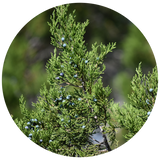 A close-up circular photograph of Cedarwood Texas branches.
