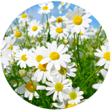 Chamomile Roman (Anthemis nobilis) Essential Oil