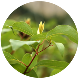 A close-up circular photograph of green Cinnamomum camphora leaves on a branch, with a soft blurred natural background.