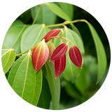 A circular close-up of green Cinnamon leaves hanging from a branch against a dark green blurred background.