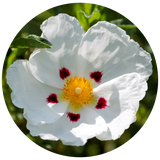 A circular close-up of a white Cistus flower with a bright yellow center and small dark red spots near the inner petals, set against a blurred green background.