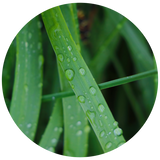 Citronella (Cymbopogon nardus) Essential Oil - Indonesia
