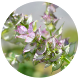 Clary Sage (Salvia sclarea) Essential Oil