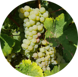 Cognac Green (Vitis vinifera) Essential Oil