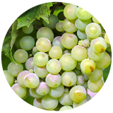 A close-up circular photo of a grape bunch with pale green to yellow-green grapes and a few green leaves, shown on a white background.