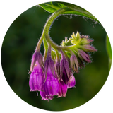 Comfrey (Symphytum officinale) Macerated Oil - Organic