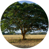 Copaiba Balsam Oil, Copaiba Essential Oil, Copaifera Officinalis Resin Oil, Balsam Copaiba Resin Oil