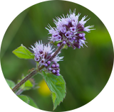 Cornmint (Mentha Arvensis) Essential Oil