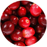 Cranberry Seed (Vaccinium macrocarpon) Carrier Oil