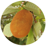 A close-up of a brown fuzzy oval Cupuacu fruit hanging from a branch with green leaves, shown inside a circular frame on a white background.