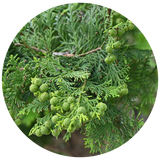 Cypress (Cupressus sempervirens) Essential Oil