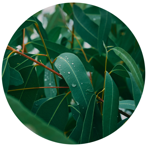 A circular close-up photograph of green eucalyptus leaves with water droplets on a branch, isolated on a black background.