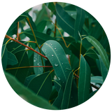 A circular close-up photograph of green eucalyptus leaves with water droplets on a branch, isolated on a black background.
