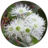 A circular close-up of white Eucalyptus globulus flowers with numerous fine white filaments and green centers, set against a blurred green and brown natural background.