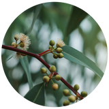 A close-up botanical photograph of a branch of Eucalyptus Lemon leaves, small green buds, and pale cream flowers, framed within a circular border on a white background.