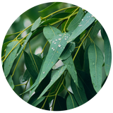 Eucalyptus Lemon (Eucalyptus citriodora) Essential Oil
