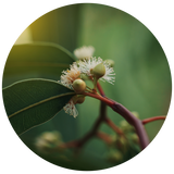 A circular close-up photograph of green Eucalyptus Radiata branches with small white flowers and green buds, set against a soft blurred green background.