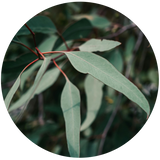 Eucalyptus Radiata (Eucalyptus radiata) Essential Oil