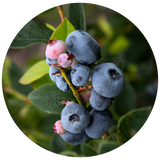 European Blueberry Seed (Vaccinium myritllus) Carrier Oil - Unrefined