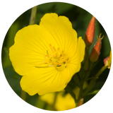 A bright yellow Evening Primrose wildflower bloom with green leaves and orange buds, shown inside a circular frame on a white background.