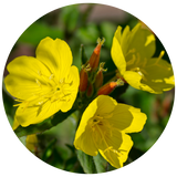 Evening Primrose (Oenothera biennis) Carrier Oil - Refined