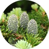 Fir Balsam Needle (Abies balsamea) Essential Oil