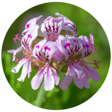A close-up circular photograph of light pink Geranium flowers with dark magenta veining, set against a soft green blurred background.