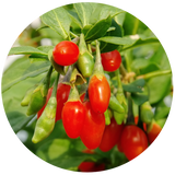 Goji Seed (Lycium Barbarum) Carrier Oil