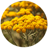 Helichrysum (Helichrysum italicum) Hydrosol