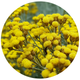 Helichrysum (Helichrysum italicum) Essential Oil