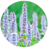 Hyssop (Hyssopus officinalis L.) Essential Oil