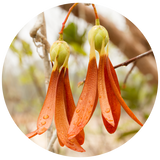Illipe Nut Butter (Shorea stenoptera) - Unrefined