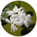 White star jasmine flowers with six delicate petals and dark green leaves, presented in a circular frame against a soft olive-green background.